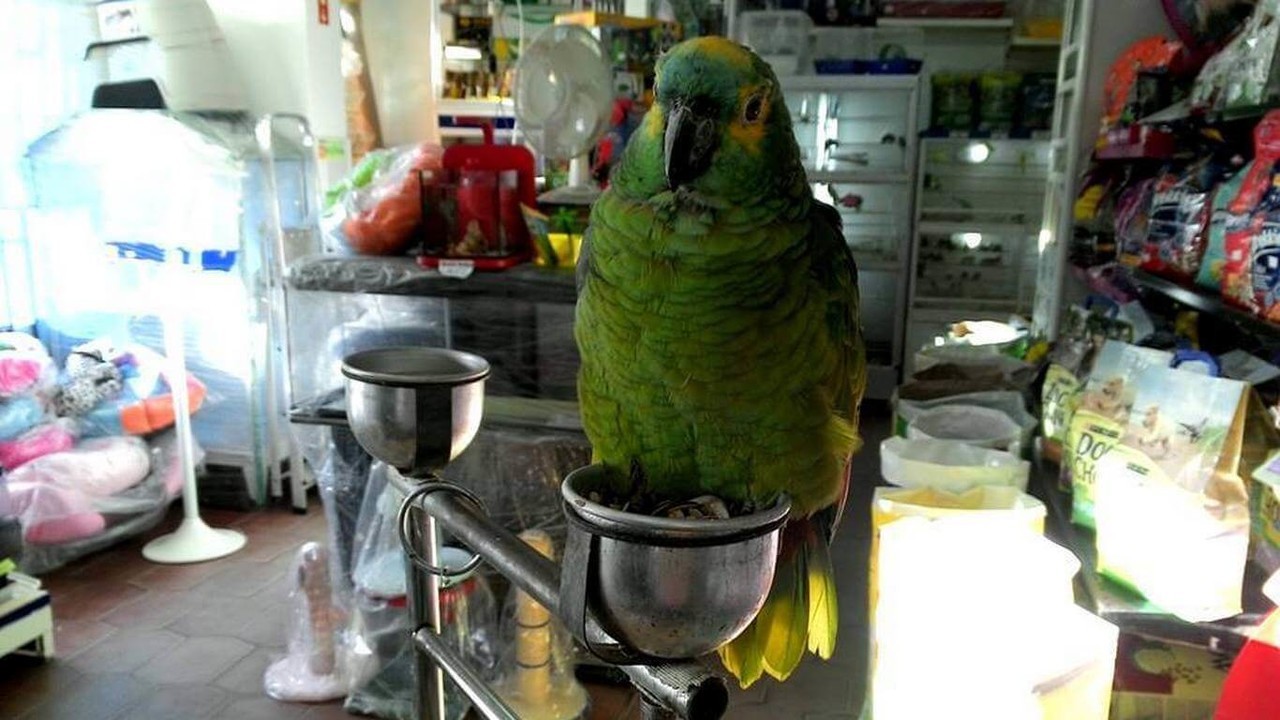 A Vitamina – Loja de Animais