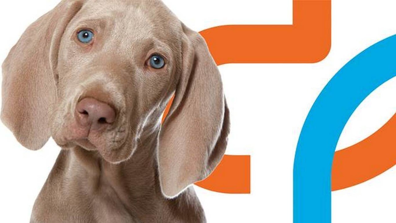 Hospital Veterinário Do Seixal